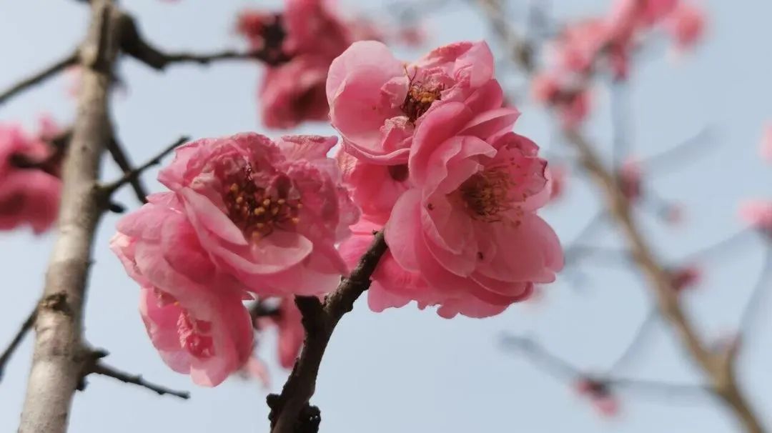 重庆：暖风微拂 花开大地