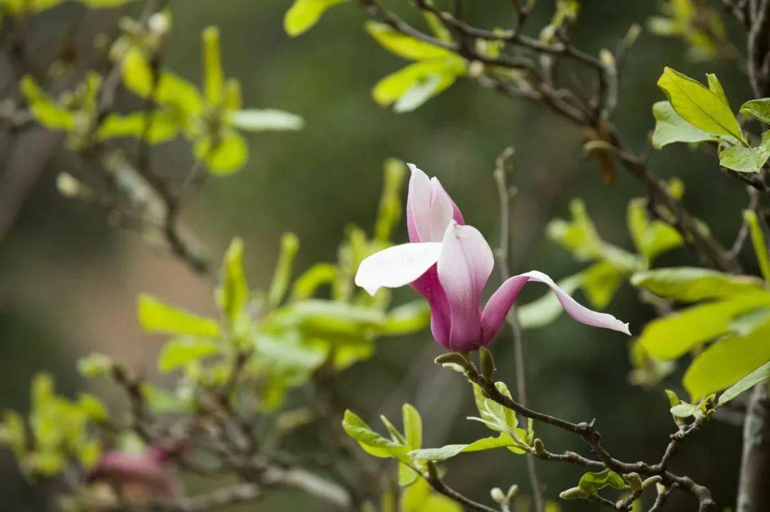 重庆：暖风微拂 花开大地