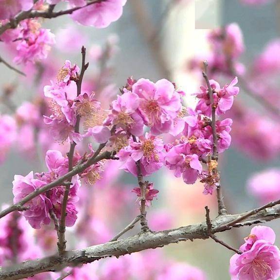 赏花正当时 气温渐暖多地迎来春日花季