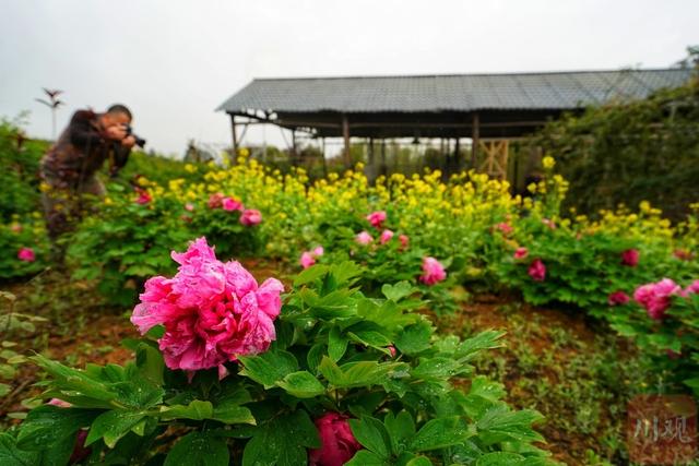 四川安州区：打造“乡村文化旅游季 ”之旅