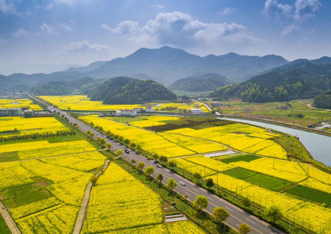 浙江诸暨：万亩花田扮靓美丽乡村