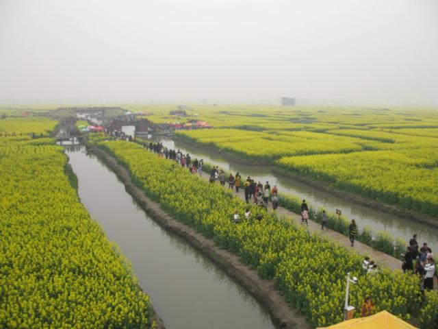 浙江绍兴：水乡湿地开启春日油菜花节