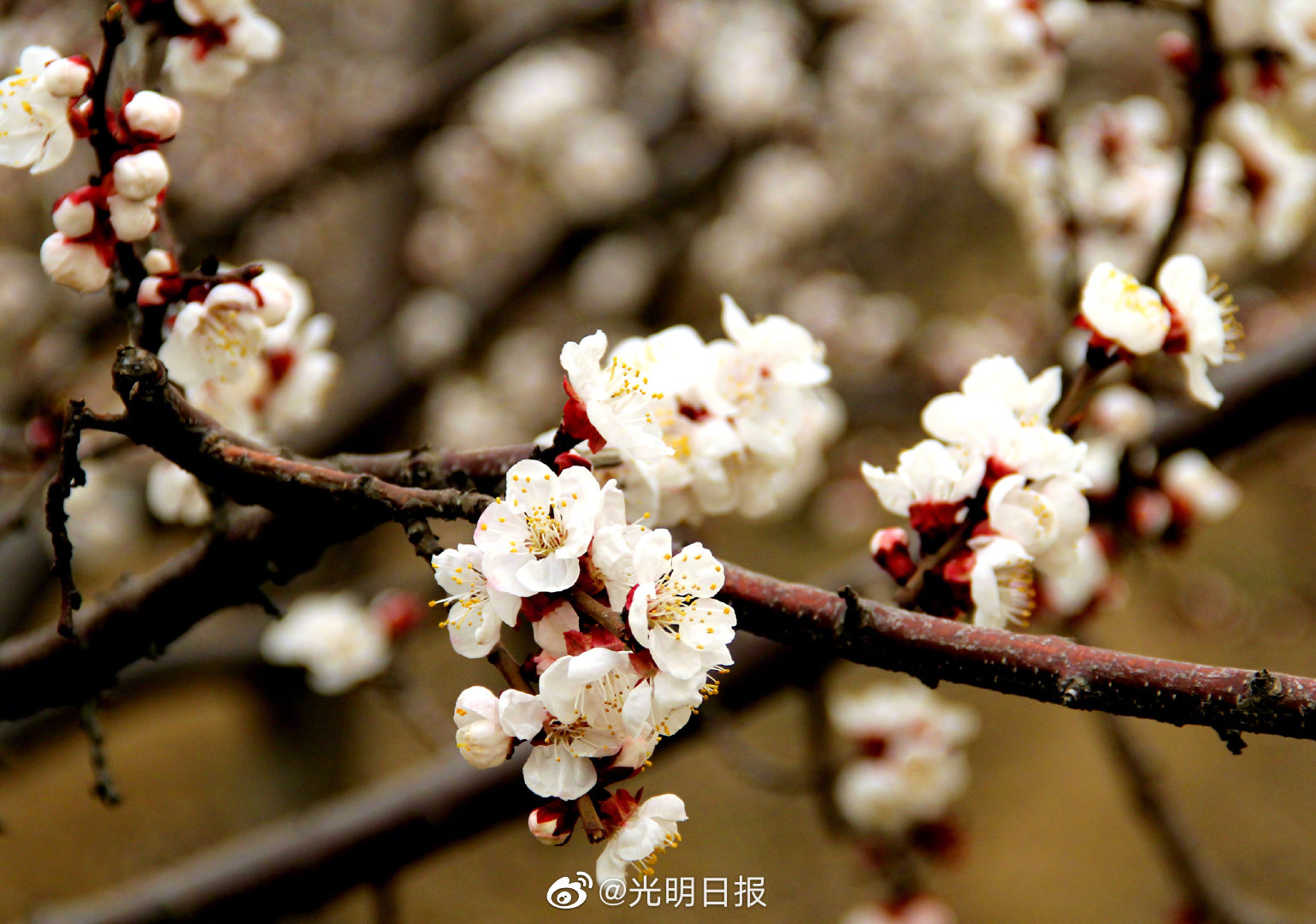 北京平谷：杏花绽放春意浓