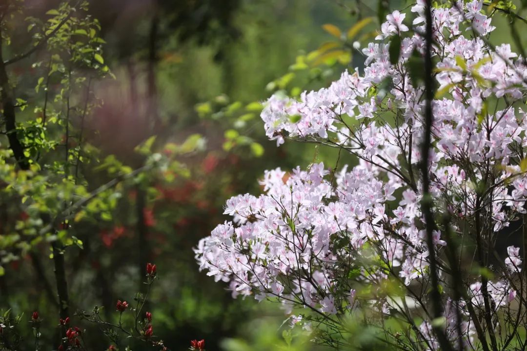 山花开 春意浓
