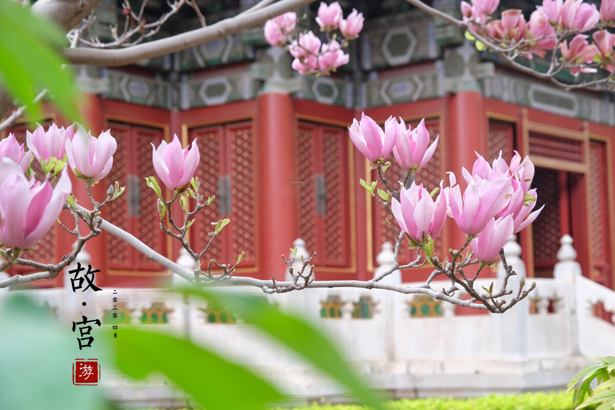 故宫花开