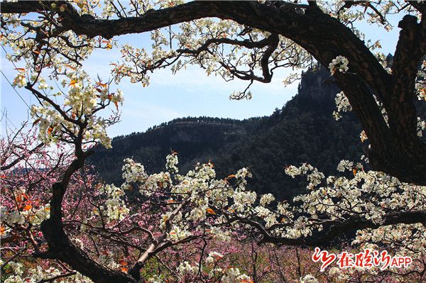 万亩梨花渐次绽放 游京北山区享受梨花谷雨