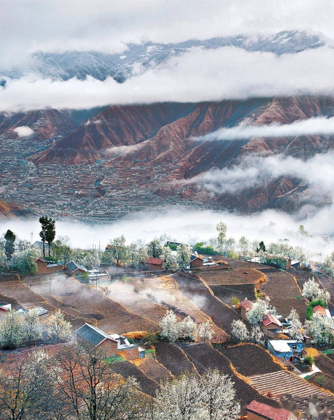 万亩梨花渐次绽放 游京北山区享受梨花谷雨