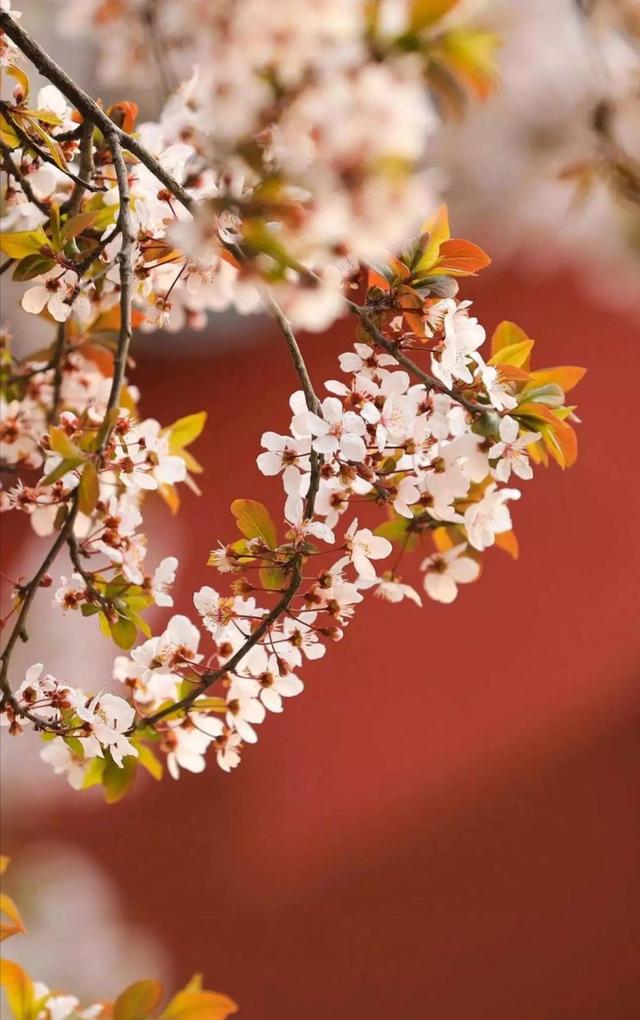 故宫花开