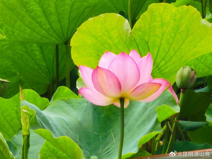 昆明：荷花盛开引客来