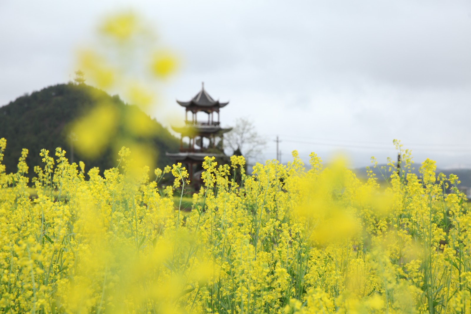 夏日乡村美景引游人