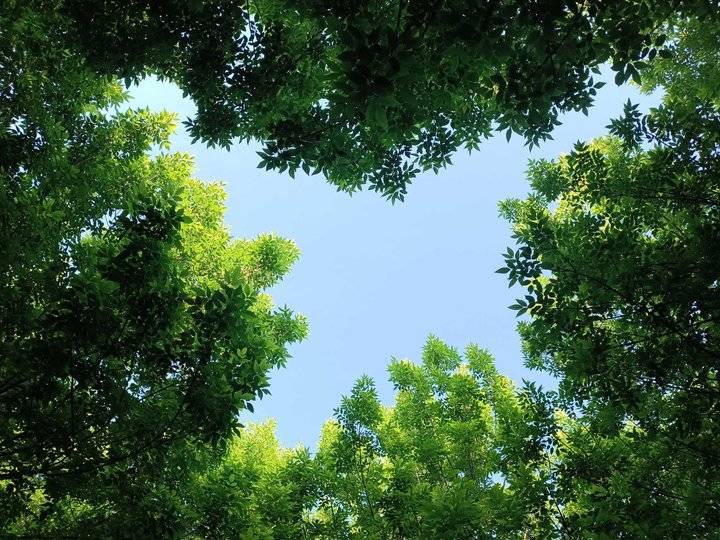 绿树浓荫夏日长，古树保护正当时