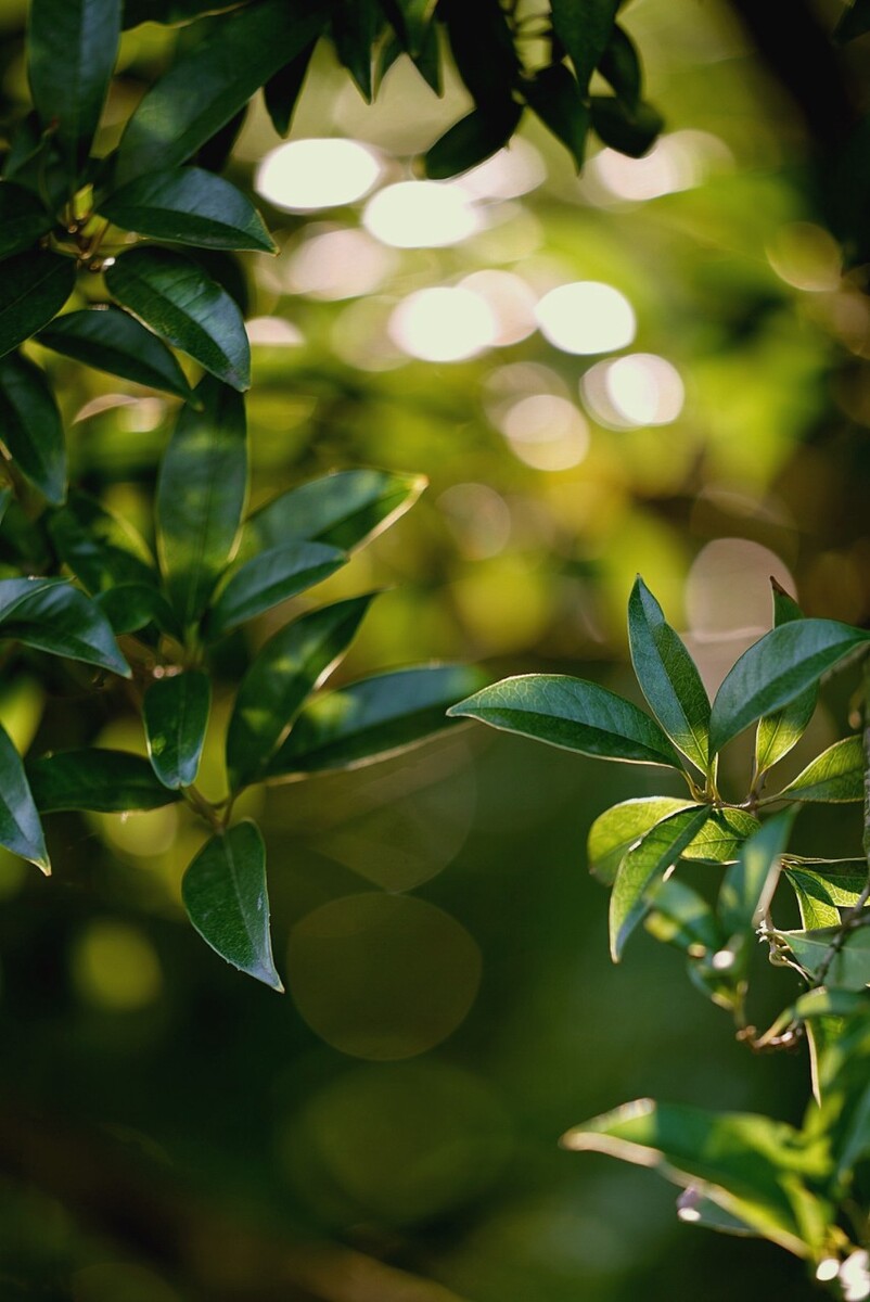 绿树浓荫夏日长，古树保护正当时